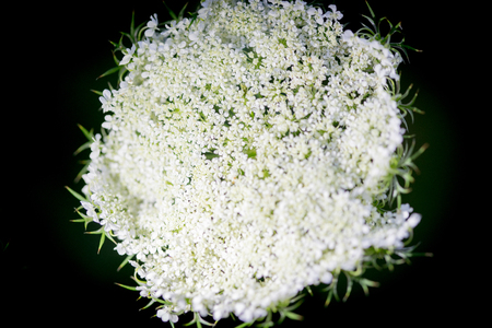 Close-up of Dill flower umbels in autumn white wild flower umbrella. Close-up on a black backgroundの写真素材