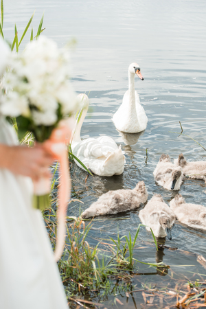 White bouquet of the bride, flowers of the rose and koalas, family of swans on the lake in the reeds. Summer wedding outdoorsの写真素材