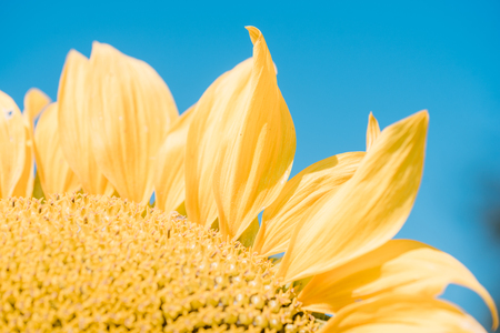 part of sunflower sun against the background of the blue skyの写真素材
