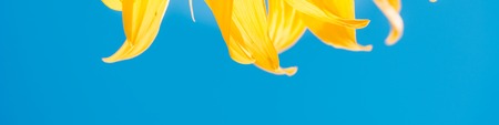 Banner part of sunflower sun against the background of the blue skyの写真素材