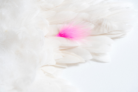 A group of white clean feathers. and one pen of a different color. The concept of individuality, leadershipの写真素材