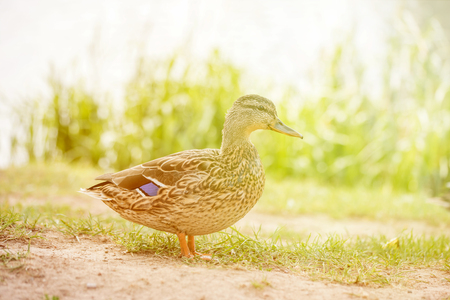 Beautiful Male Mallard Duck on the green grass. the sunny summer ends. Soon the yellow autumnの写真素材