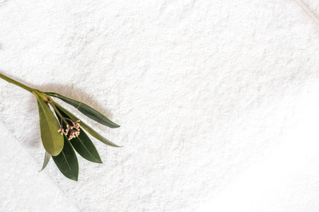 Towel for the spa. Top view green citrus tree branch.の写真素材