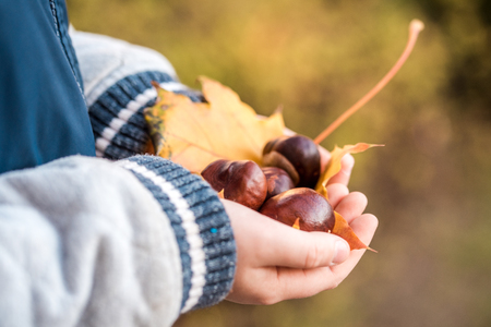 Autumn yellow maple leaf and chestnuts in the hands of a child. Concept autumn.の写真素材