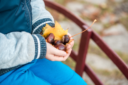 Autumn yellow maple leaf and chestnuts in the hands of a child. Concept autumn.の写真素材