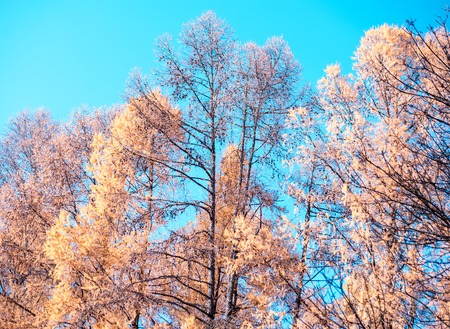 Autumn yellow and red trees against the blue sky. concept of warm yellow autumn without rainの写真素材