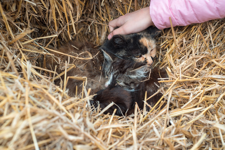 cat in the winter in the village. Cute black kitten basks around mother's cat in a haystackの写真素材