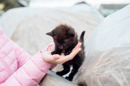 Cute little black kitten sleeps on fur white carpet.の写真素材
