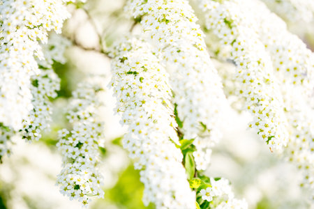 Blooming lilac bush in spring time. Blossoming lilac flowers.