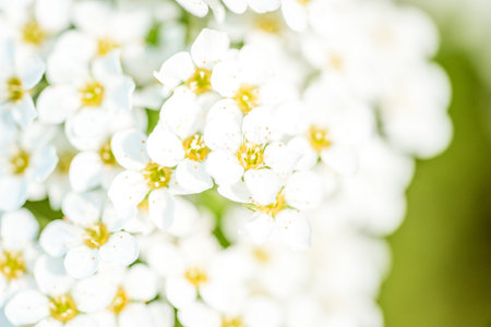 Blooming lilac bush in spring time. Blossoming lilac flowers. Flowering lilac bush in Latvia....