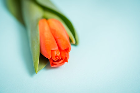 Tulips flowers on blue