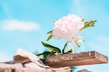 Pink flower peony on blue skyの写真素材