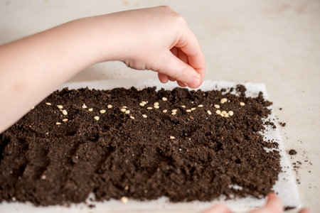 Hand holding tomato seeds ready to sow. Seeds of sweet pepper in the ground for planting on the...