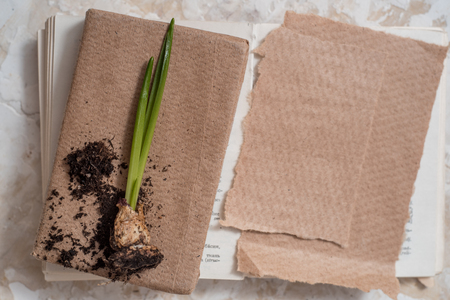Young plant on old book against spring natural background. Ecology concept. Copy spaceの写真素材