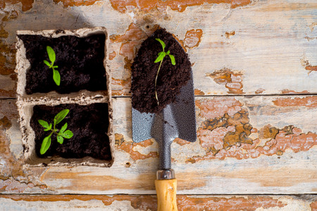 Old watering can with seedlings of flowers and vegetables on woodenの写真素材