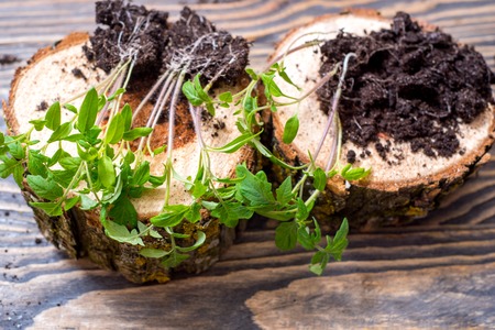 Old watering can with seedlings of flowers and vegetables on woodenの写真素材