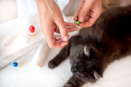 Veterinarian examines and treats a black cat in a veterinary clinic. vaccination for an animalの写真素材