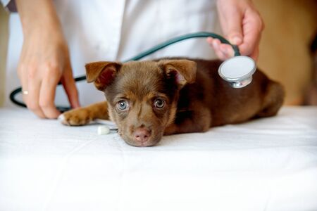 Inspection of a puppy by a veterinarian. Examination in veterinary surgery by a doctor. The doctor listens to the dog with a stethoscope.の写真素材