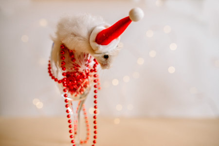 New Year card. Symbol of New Year 2020 - r rat. Cute rat with Christmas Red Santa Claus hat, red beads and lights from behind on a white backgroundの写真素材