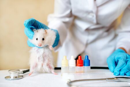 Hands of a doctor. Vet doctor examines the animal in the clinic with stethoscope. Animal on examination in vet clinic. Doctor wearing in gloves and uniform.の写真素材