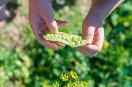children harvest peas in the village. Hands of a child near the garden. Summer ends. Autumn soon