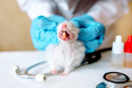 Hands of a doctor. Vet doctor examines the animal in the clinic with stethoscope. Animal on examination in vet clinic. Inspection of the teeth of a hamster by a doctor, a large mouth in an animal.の写真素材