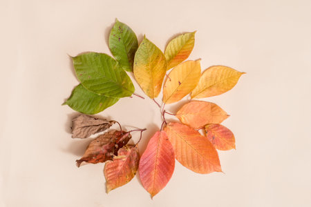 Creative layout of colorful autumn leaves. Flat lay. copy space. concept of all seasons. Spring and summer, winter and autumn.の写真素材