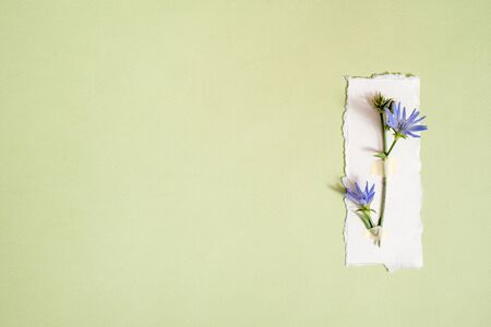 Medicinal herbs. Clover, Blue cornflower a green background, Postcard, torn paper. Botanys top view, copy space, flat lay.の写真素材