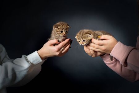 Brown ginger striped cute kitten in tsudi on a black background. Purebred cat of Scottish breed. The kitten lies in the hands of the owner. Cats have gray eyes.の写真素材