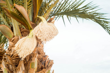 blooming date palm tree. date flowers and fruits.sunny day. travel concept, sea vacation and travel
