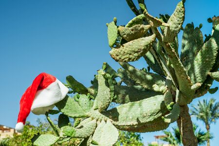 Blue sky, tall palm trees and cacti.Red Santa's hat hanging on palm tree at the tropical beach.の写真素材