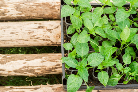 Box with plants. seedlings of vegetables in the beds and in the greenhouse. Spring in the village....