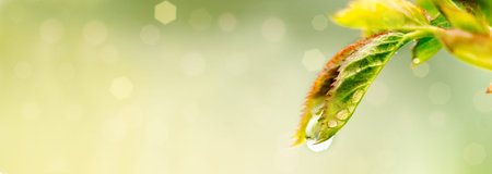 Banner Beautiful spring summer card with nature. Fresh greens after the morning rain.Water drops on...
