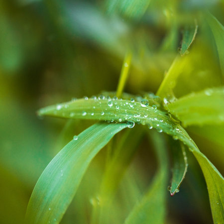 Square size. Leaf in dark. water drops on the green grass. Evening summer grass at sunset. Gentle colors. Selective focus, blur and bokeh background.の写真素材