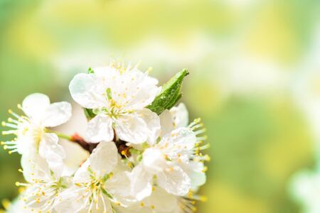 Flowering white cherry. Tender spring card. Pink blur bokeh backgroundの写真素材