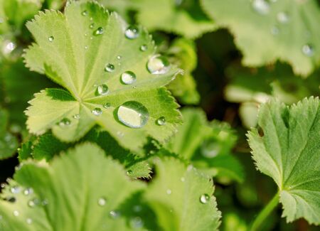 drop on grass macro close up.Spring or summer sunrise. Dew on grass. Green leaf. Clean concept, medicine and pharmacy.の写真素材
