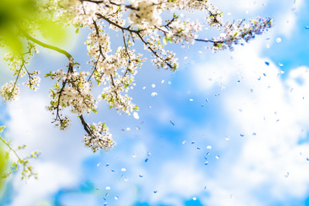 Flowering white cherry. Tender spring card. Fresh spring nature, Blue sky with clouds. Flower petals...