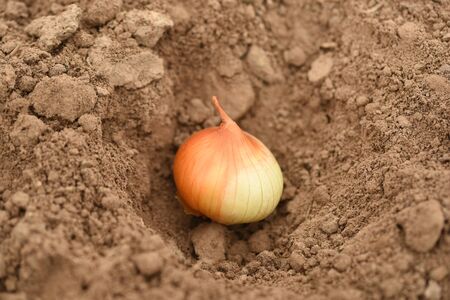 planting onions. the farmer in the hands of the bulb, landing in the ground. Instructions step by step planting vegetables on the beds.の写真素材