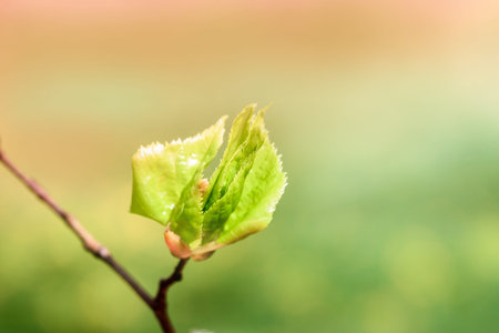 Young spring bud on a branch, Against the background beautiful card. blurred green bokeh background....