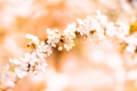 white blossoming cherry. Pink blurred bokeh background. Beautiful nature, flowers macro.