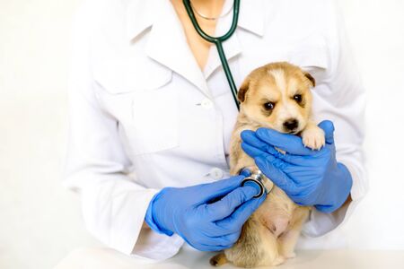 Cute puppy at the hand of a vetの写真素材