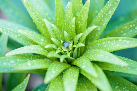 Capsule pills on green plant.の写真素材