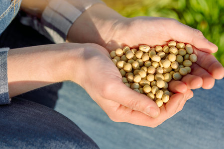 Hands of a girl farmer with pea seeds.の写真素材