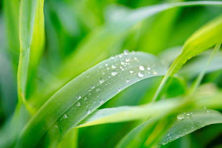 water drops on green grass.Spring morning dew on fresh greenery. Gentle colors. Selective focus,...