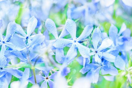 pink flower background. Blue summer card. The concept of tenderness and youthの写真素材