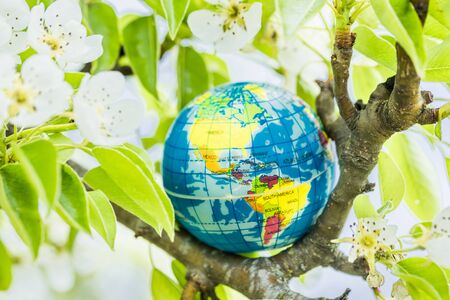 Globe in a flowering tree. Sakura or apple tree flowers. Save the nature. Enviroment. April 22 earth day theme.Summer day, concept of ecology and saving the planetの写真素材