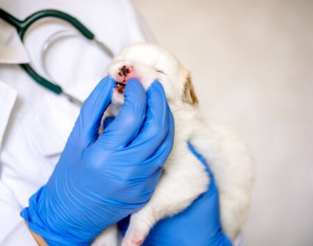 Closeup of a professional vet examining teeth of a puppy.の写真素材