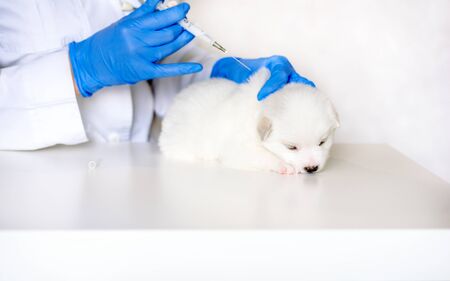 Cute puppy at the reception at the vet, vaccination in the clinic. The doctor's consultation.の写真素材