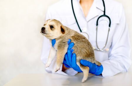 Smiling veterinarian examining a cute dog in medical office.Pet care in veterinary clinic. Hands of a young specialist..Mongrel, purebred dog.の写真素材