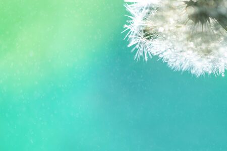 macro shot of a dandelion.Blue background. Drops of dew close up. Summer Freedom Concept. Design Elementの写真素材